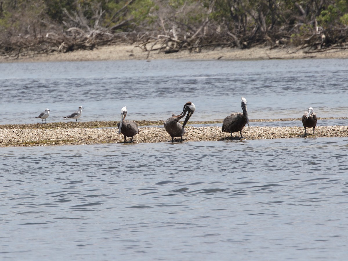 Brown Pelican - ML638413120