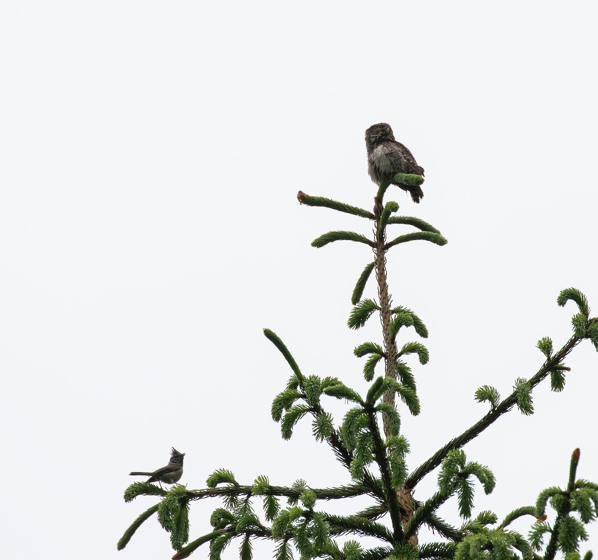 Eurasian Pygmy-Owl - ML638413131