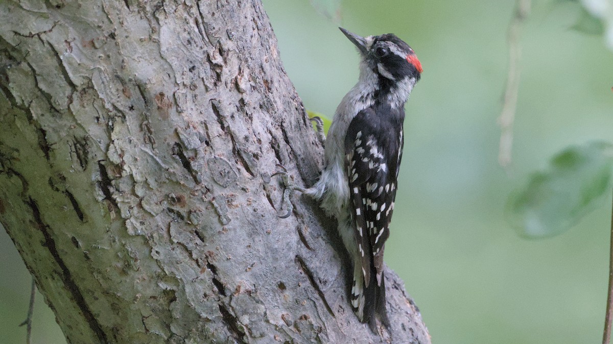 Downy Woodpecker - ML638413139