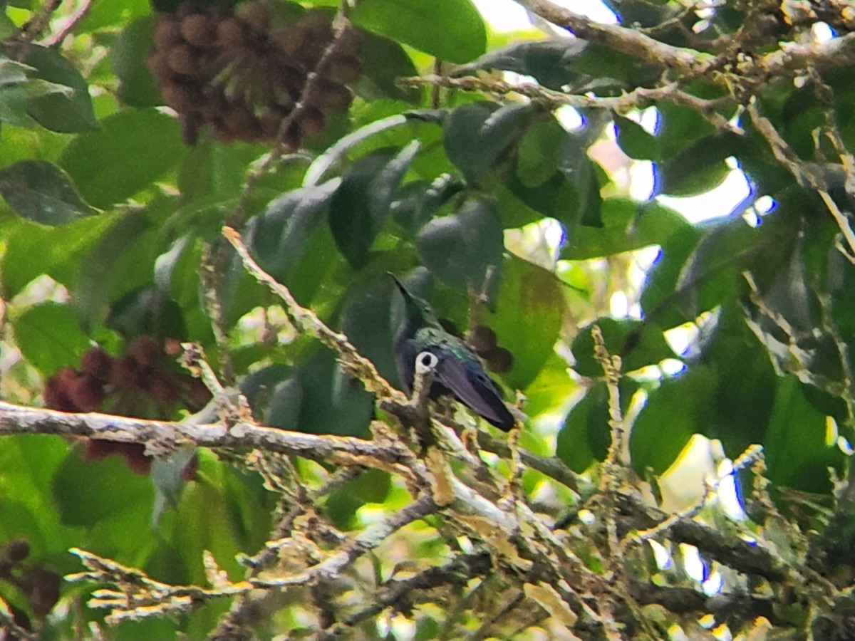 Green-throated Carib - ML638413152