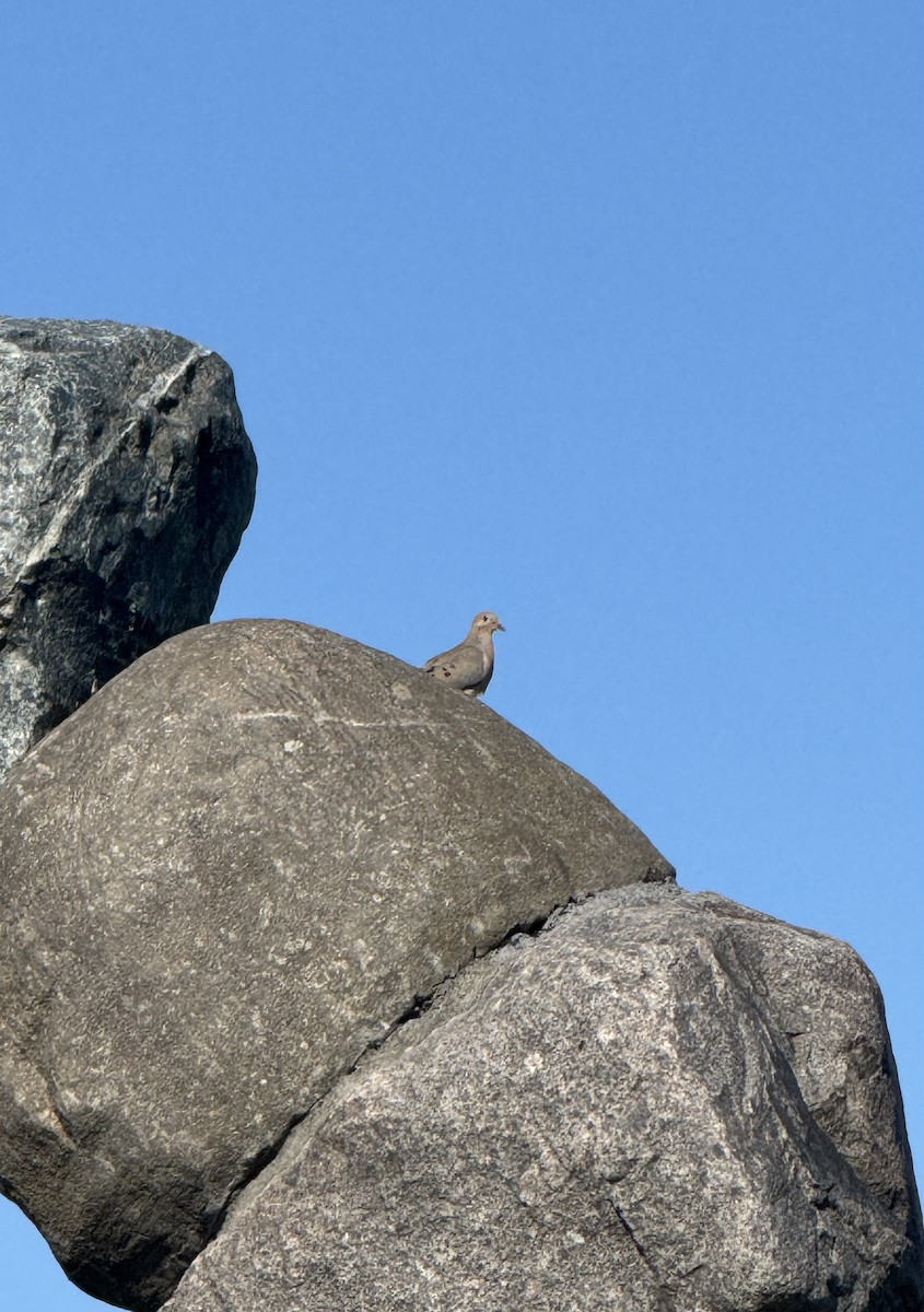 Mourning Dove - ML638413161
