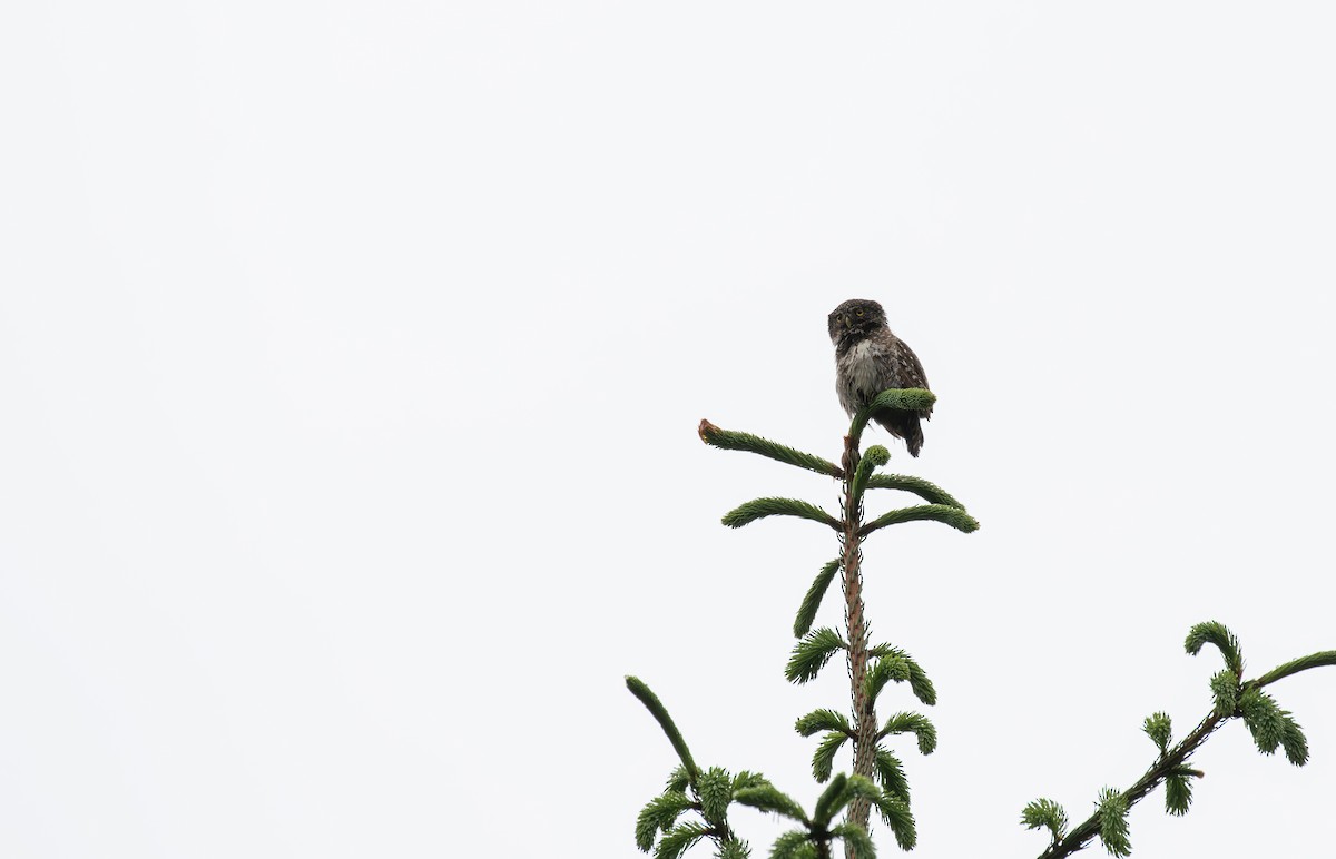 Eurasian Pygmy-Owl - ML638413164