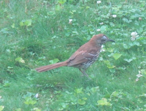 Brown Thrasher - ML638413166