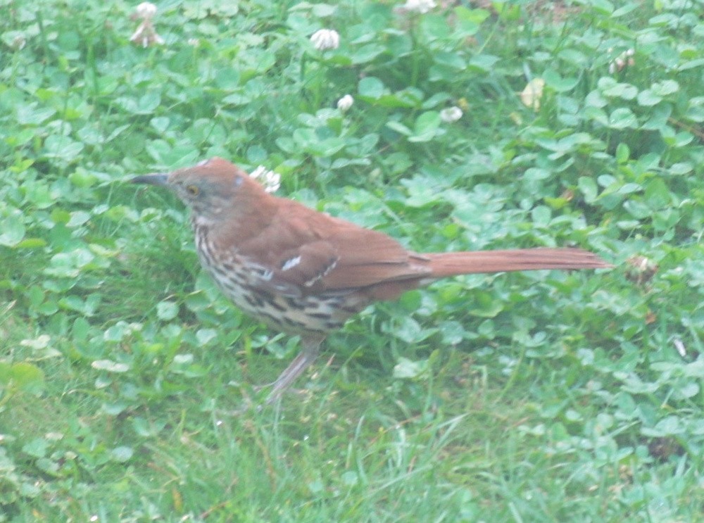 Brown Thrasher - ML638413167