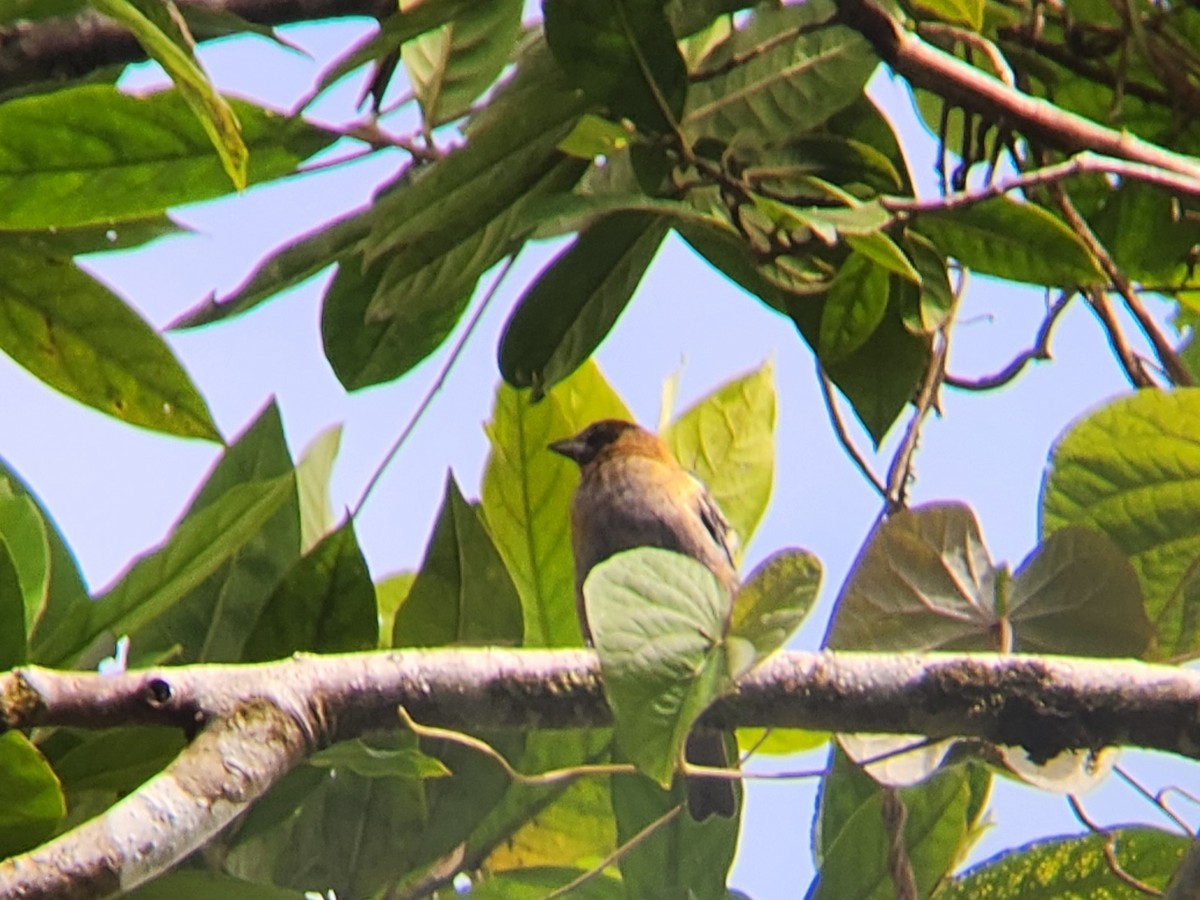 Lesser Antillean Tanager - ML638413180
