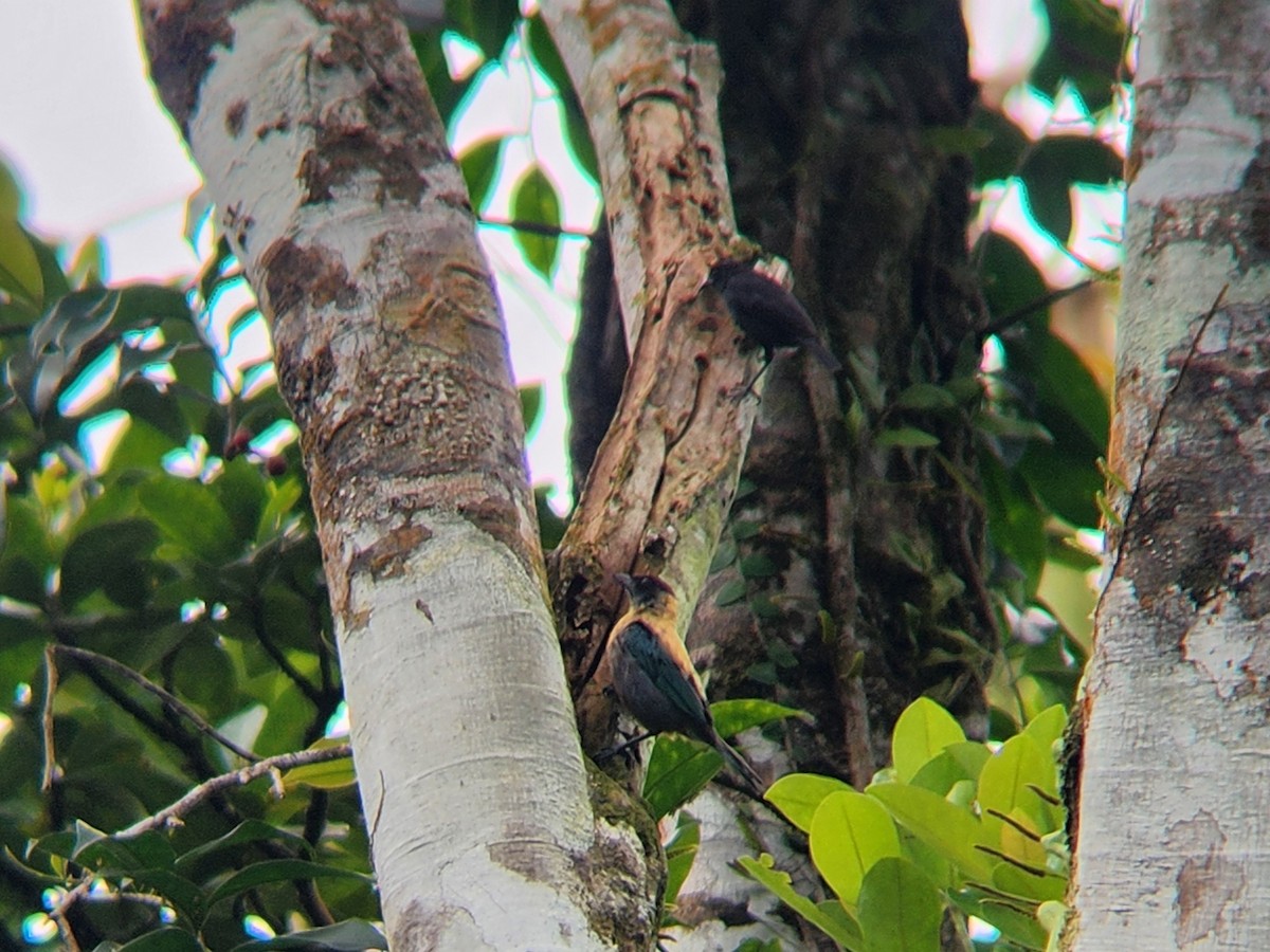 Lesser Antillean Tanager - ML638413181