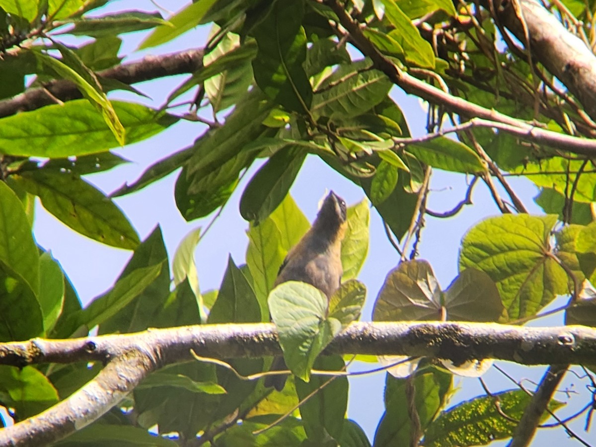 Lesser Antillean Tanager - ML638413182