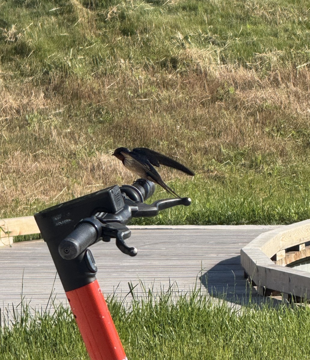 Golondrina Común - ML638413194