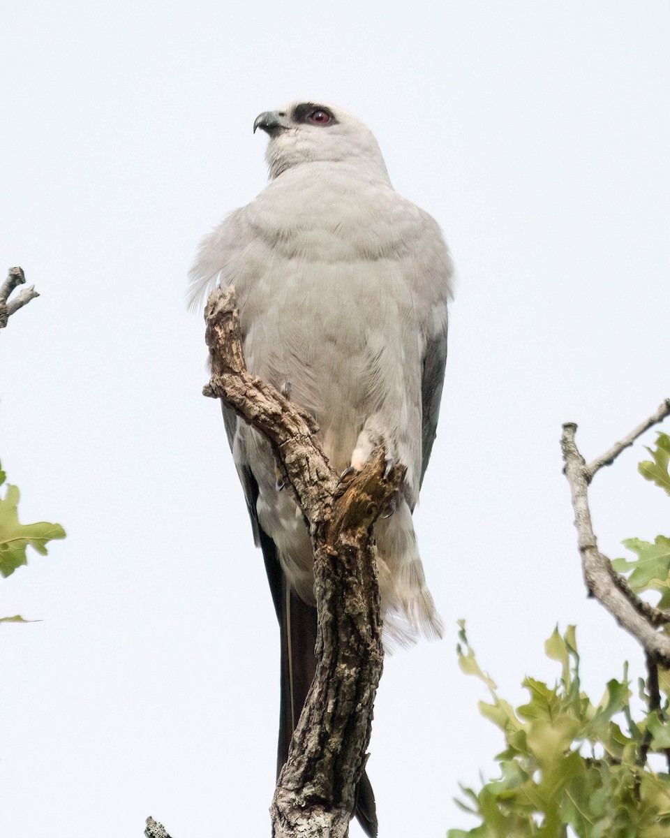 Mississippi Kite - ML638413213