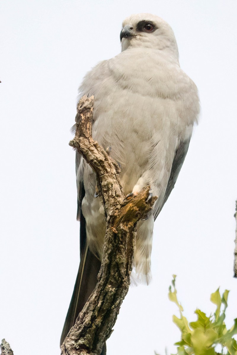 Mississippi Kite - ML638413214