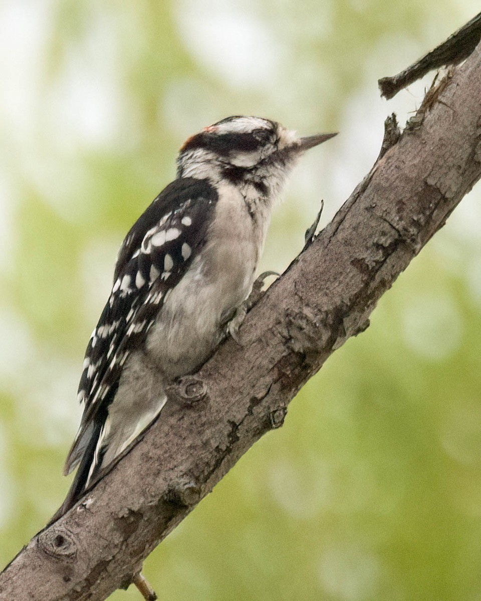 Downy Woodpecker - ML638413217