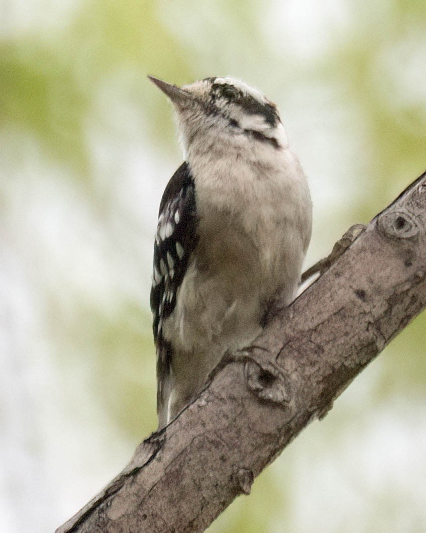 Downy Woodpecker - ML638413218