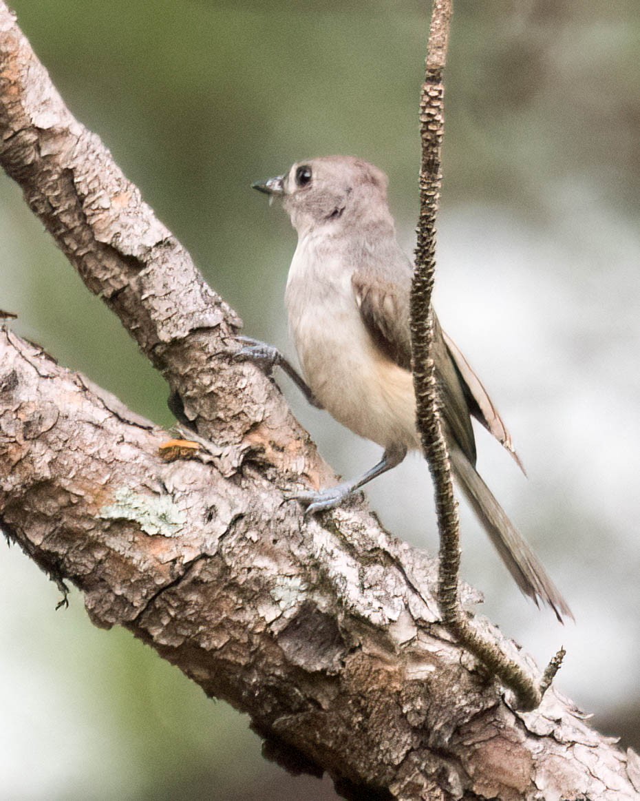 Tufted Titmouse - ML638413249