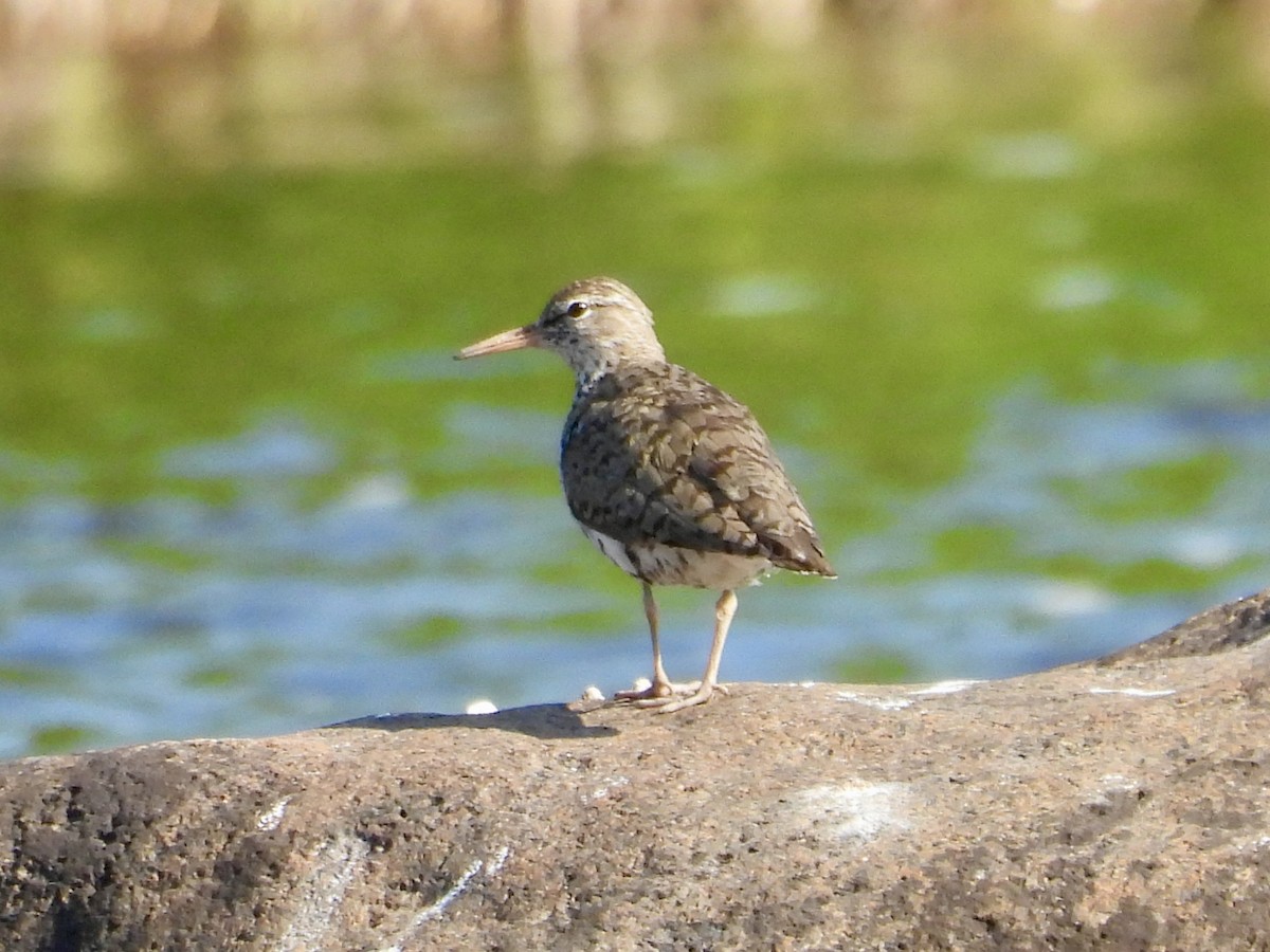 Drosseluferläufer - ML638413301
