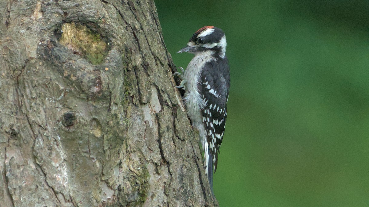 Downy Woodpecker - ML638413309