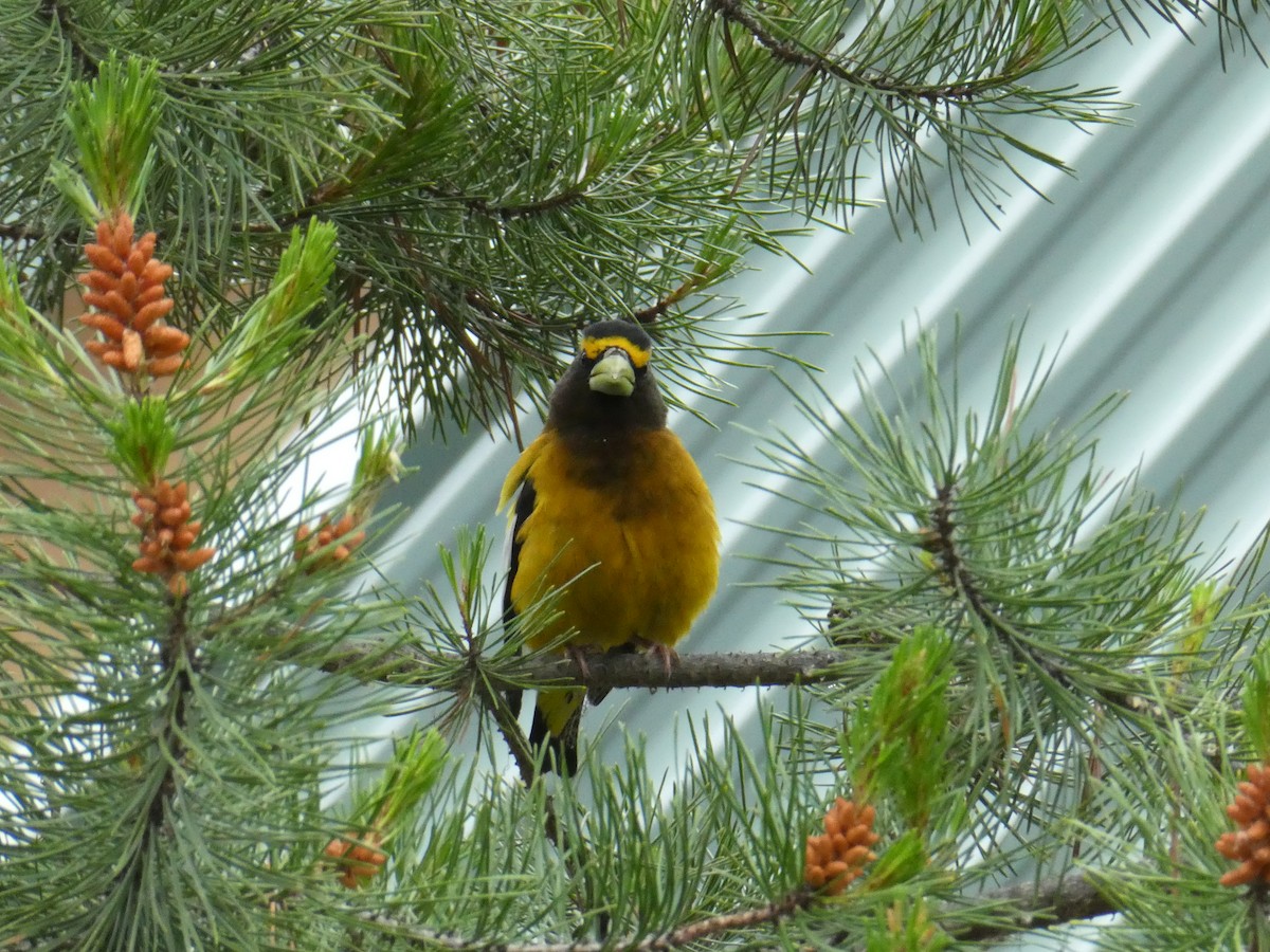 Evening Grosbeak - ML638413342