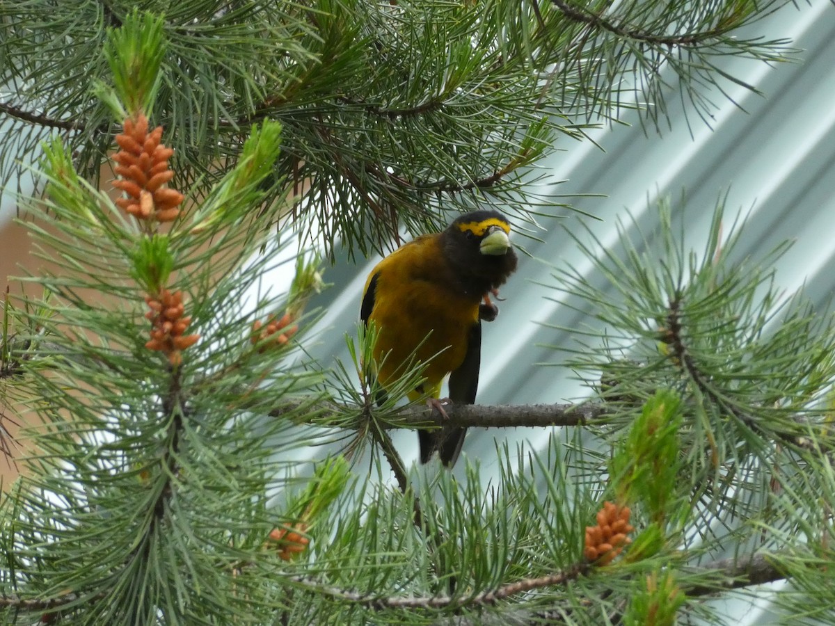 Evening Grosbeak - ML638413343