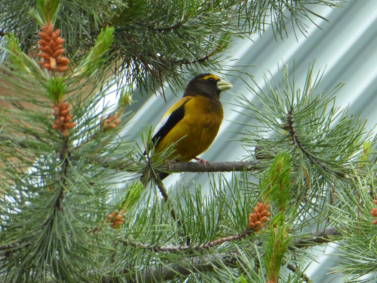 Evening Grosbeak - ML638413344