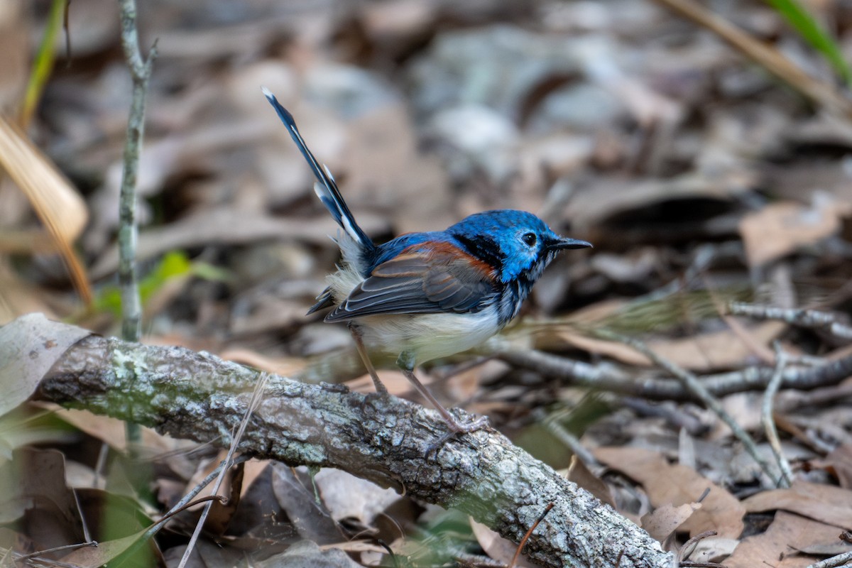 Lovely Fairywren - ML638413367