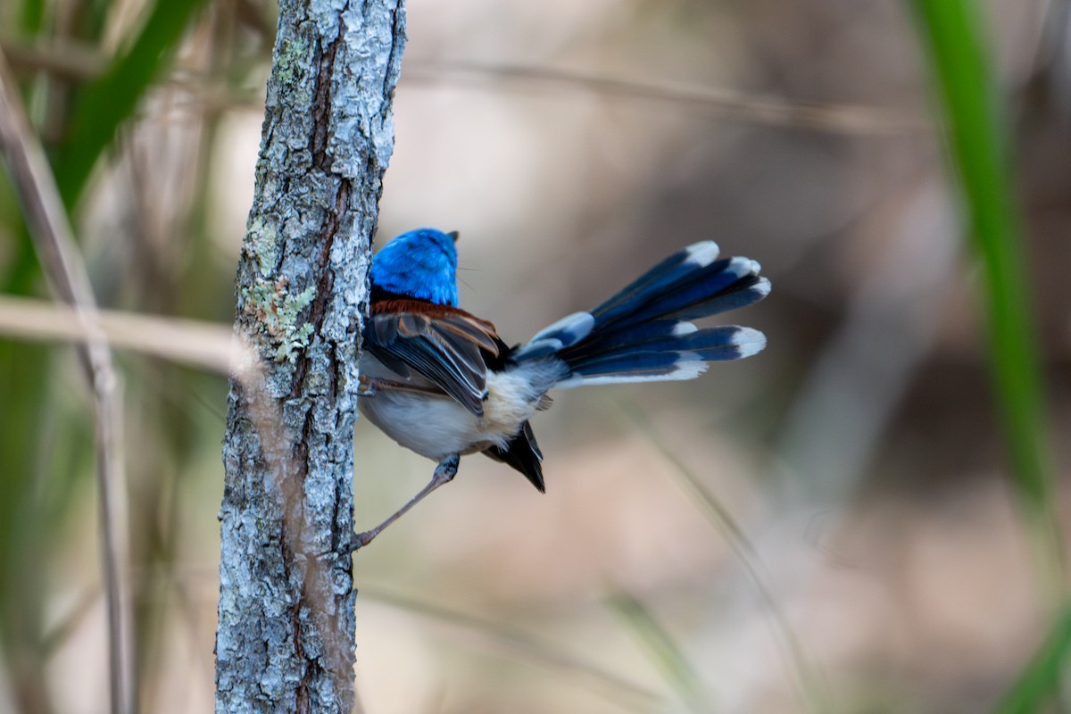 Lovely Fairywren - ML638413369