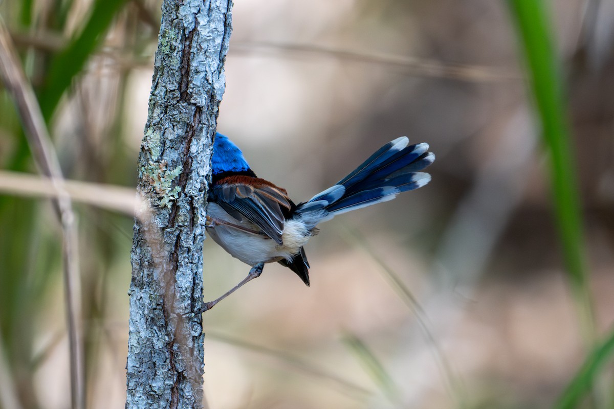 Lovely Fairywren - ML638413370