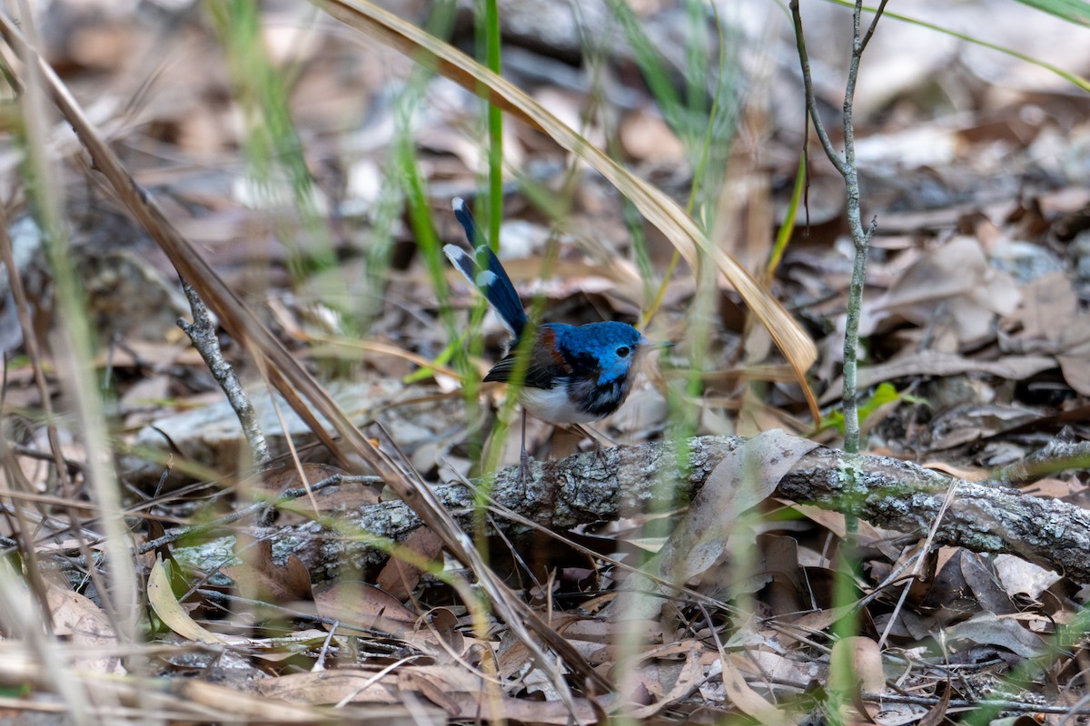 Lovely Fairywren - ML638413371