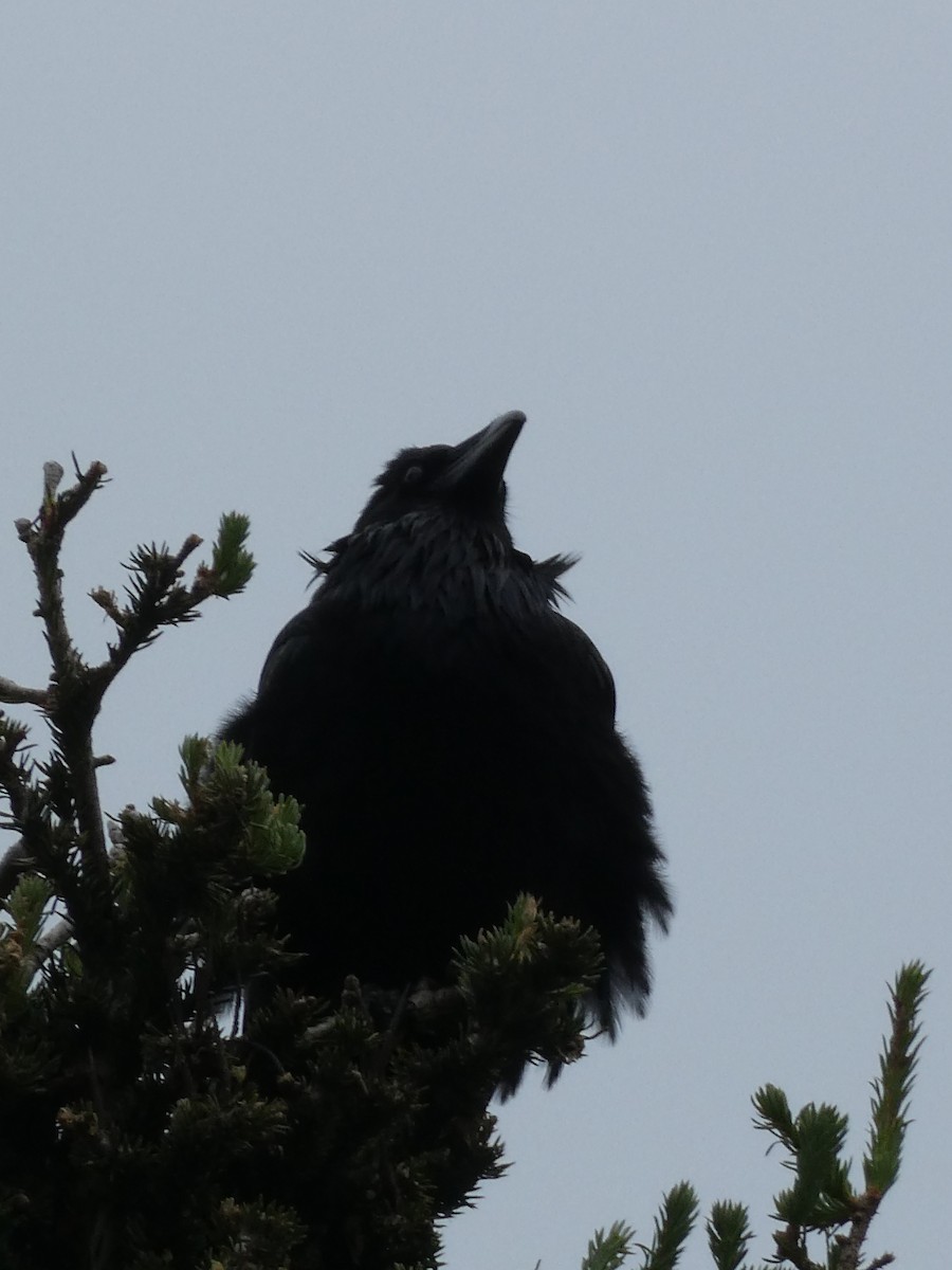 Common Raven - ML638413373