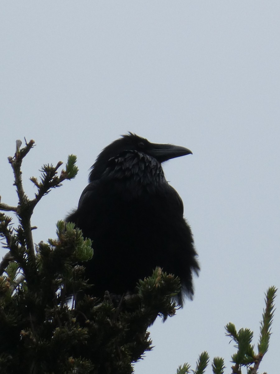 Common Raven - ML638413374