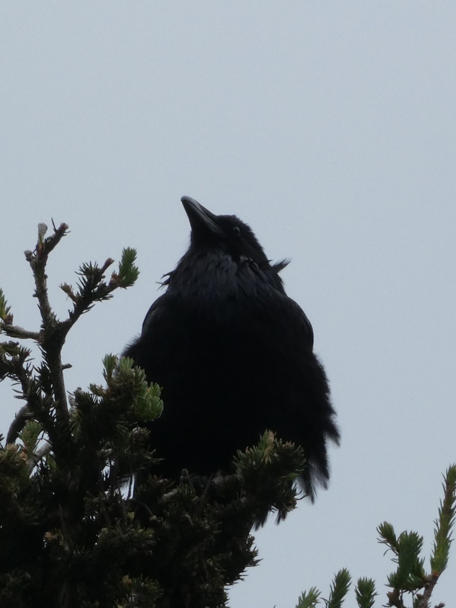 Common Raven - ML638413375
