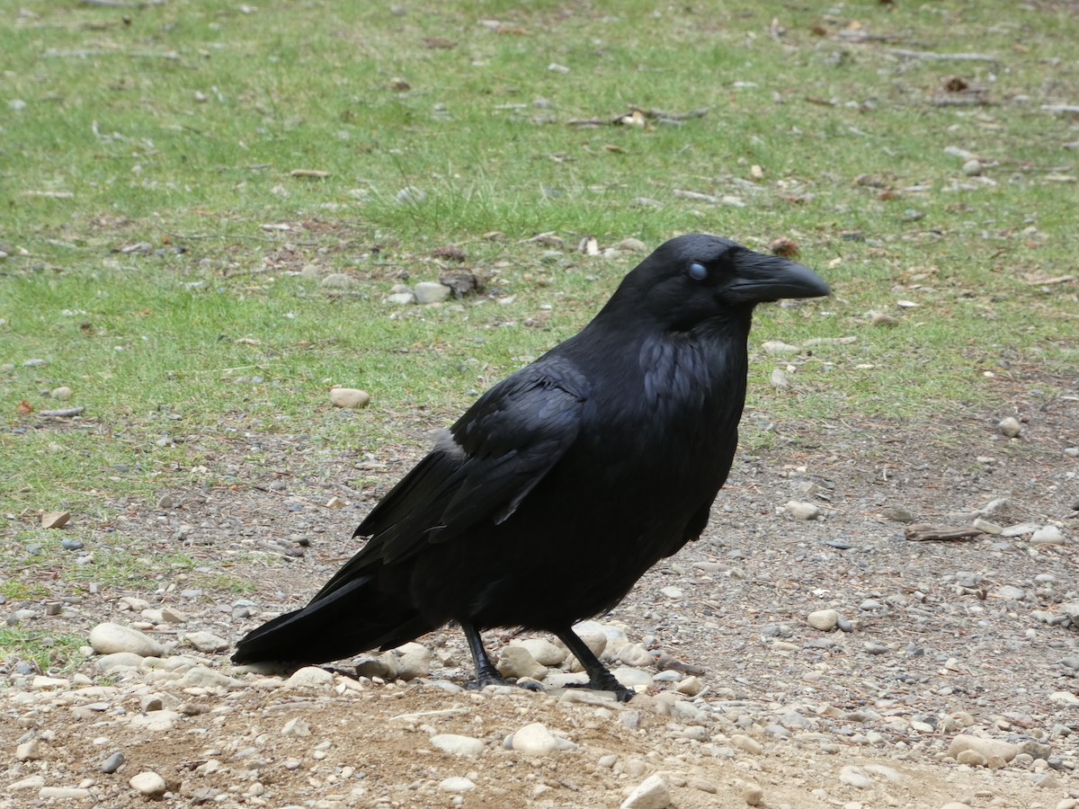 Common Raven - ML638413411