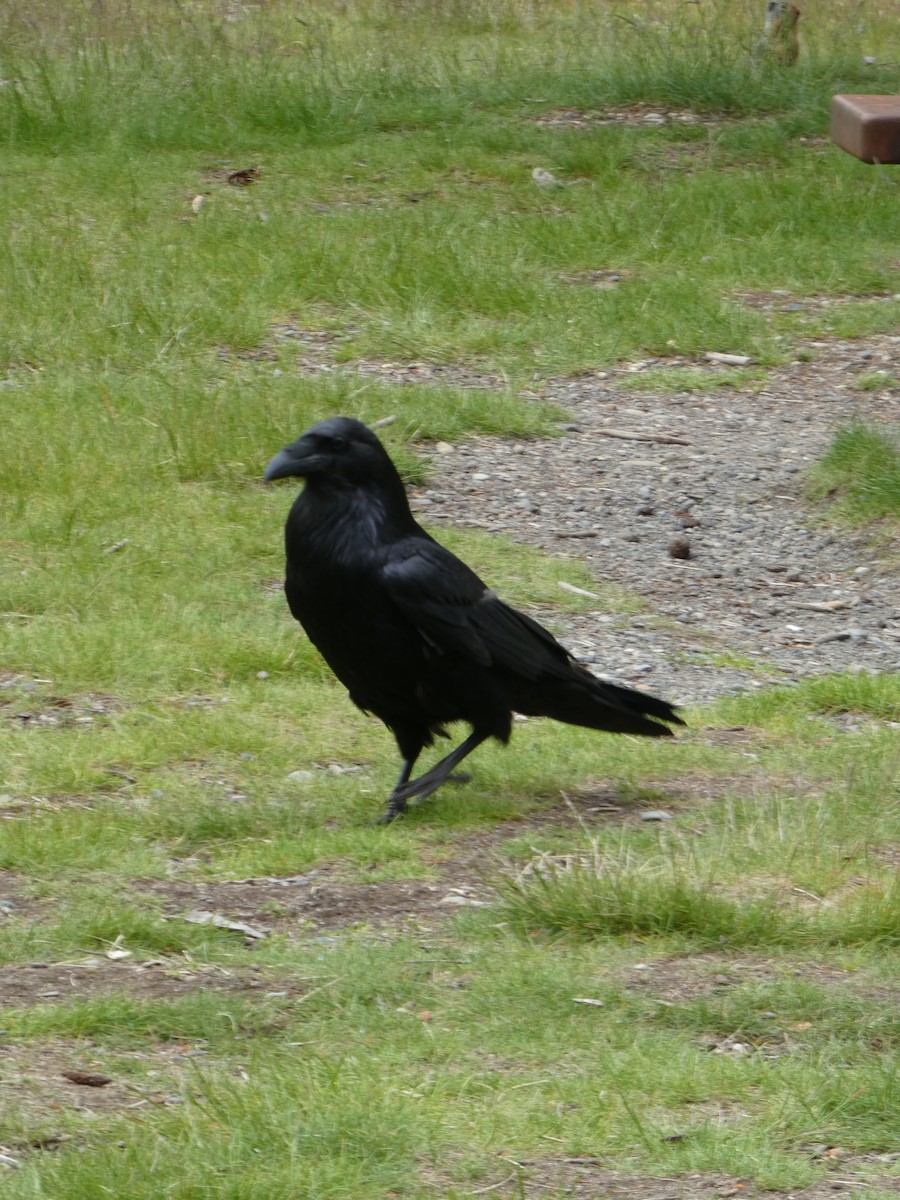 Common Raven - ML638413413
