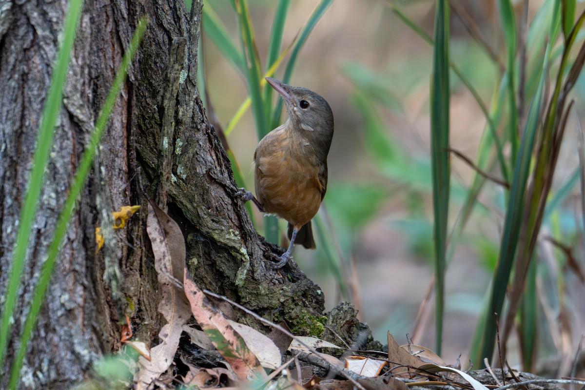 Rufous Shrikethrush - ML638413414