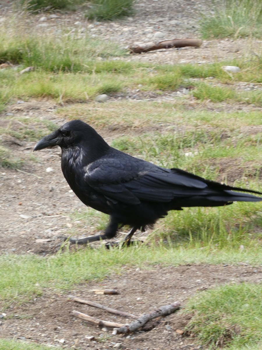 Common Raven - ML638413416