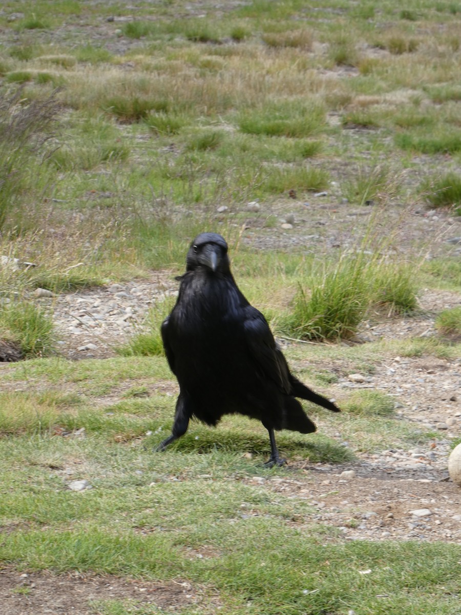 Common Raven - ML638413417