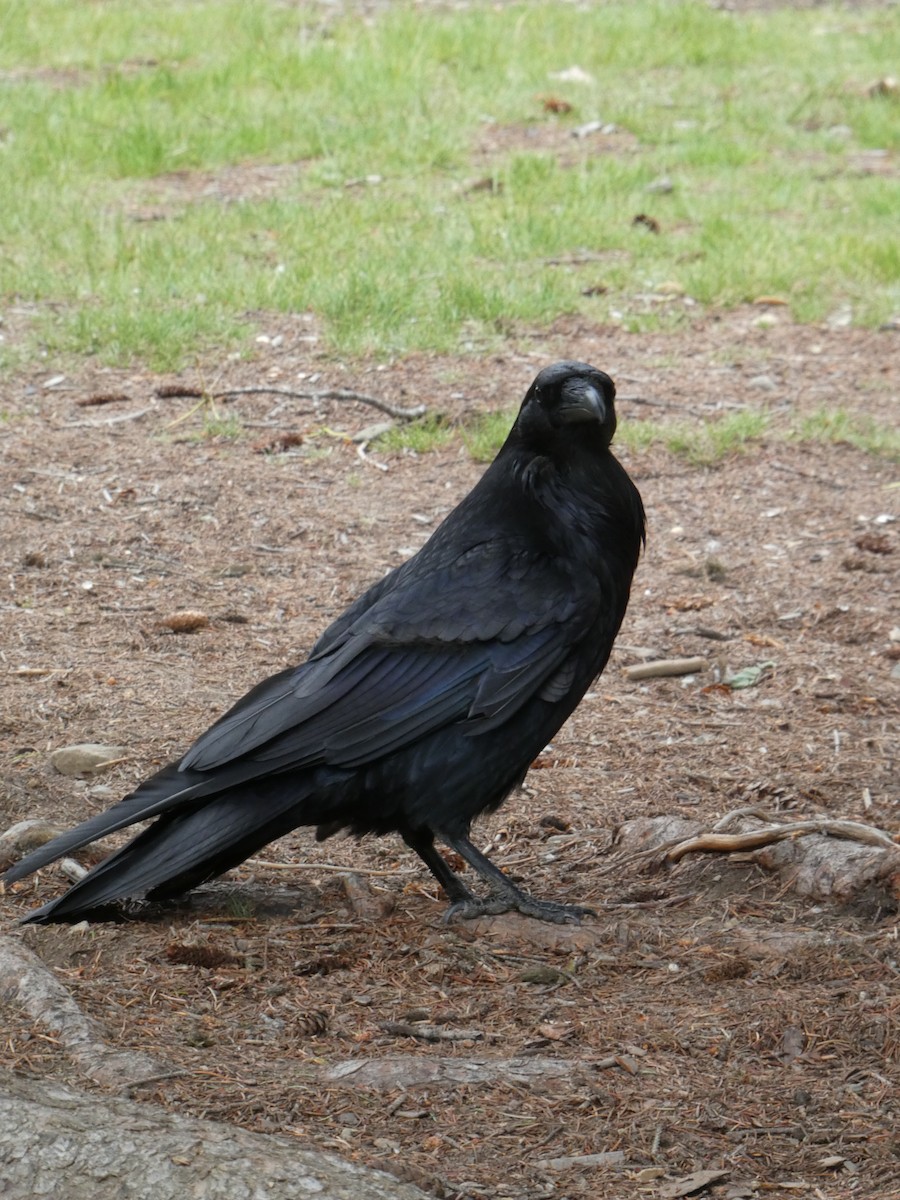 Common Raven - ML638413418