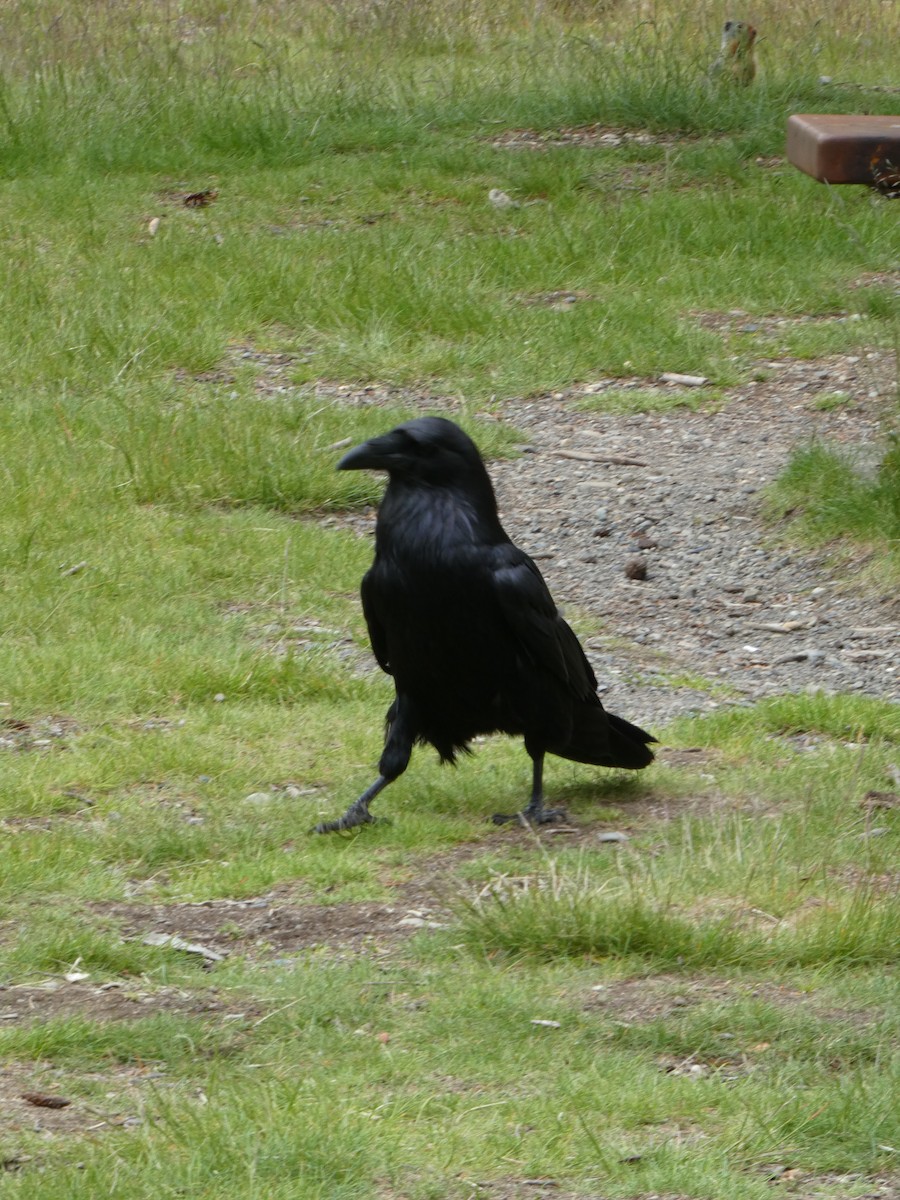 Common Raven - ML638413419