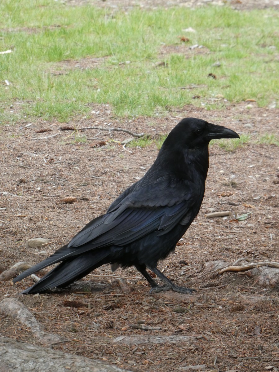 Common Raven - ML638413420