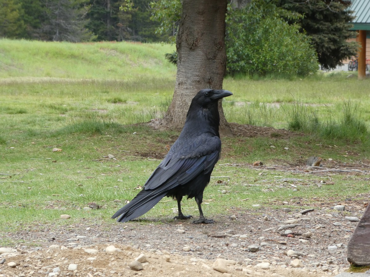 Common Raven - ML638413421