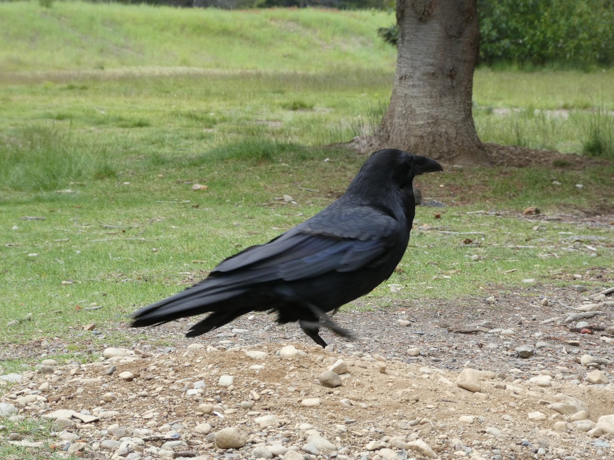 Common Raven - ML638413422