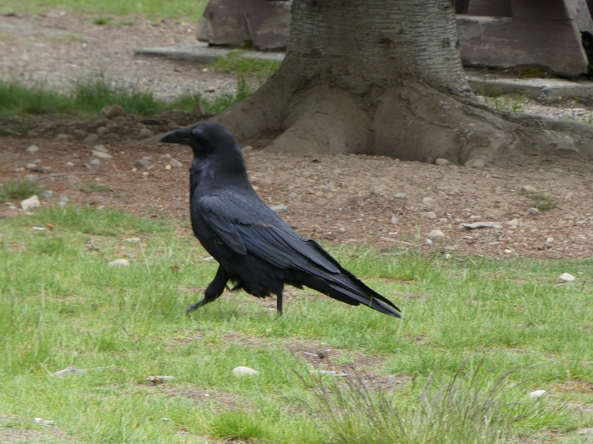Common Raven - ML638413423