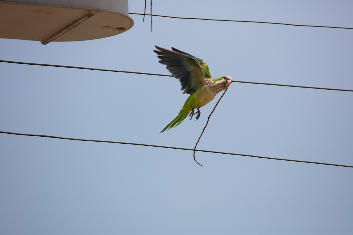Monk Parakeet - ML638413424