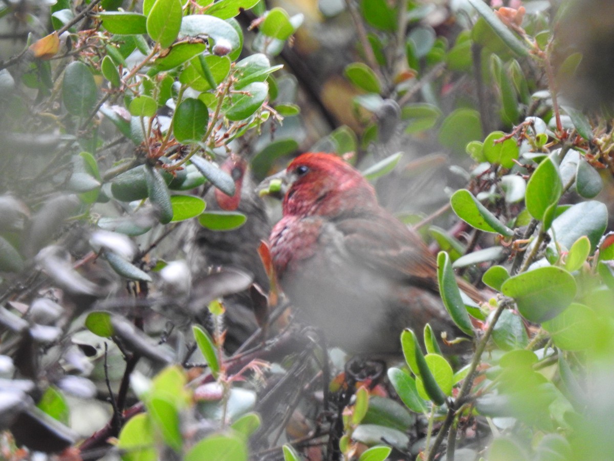 Purple Finch - ML638413425