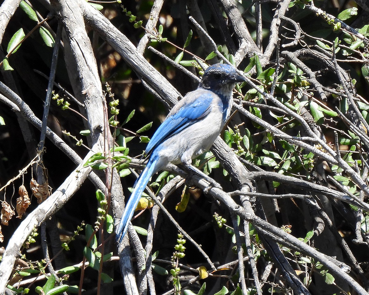 California Scrub-Jay - ML638413426