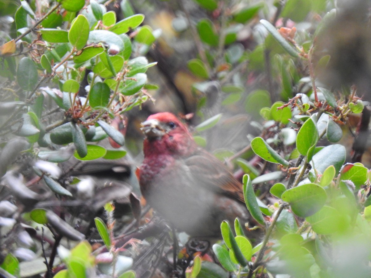 Purple Finch - ML638413427