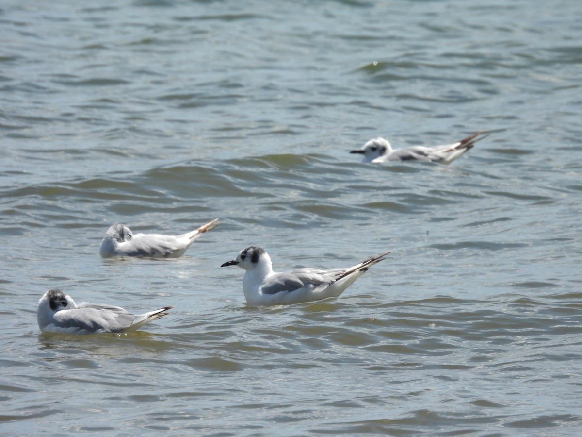 Bonaparte's Gull - ML638413431