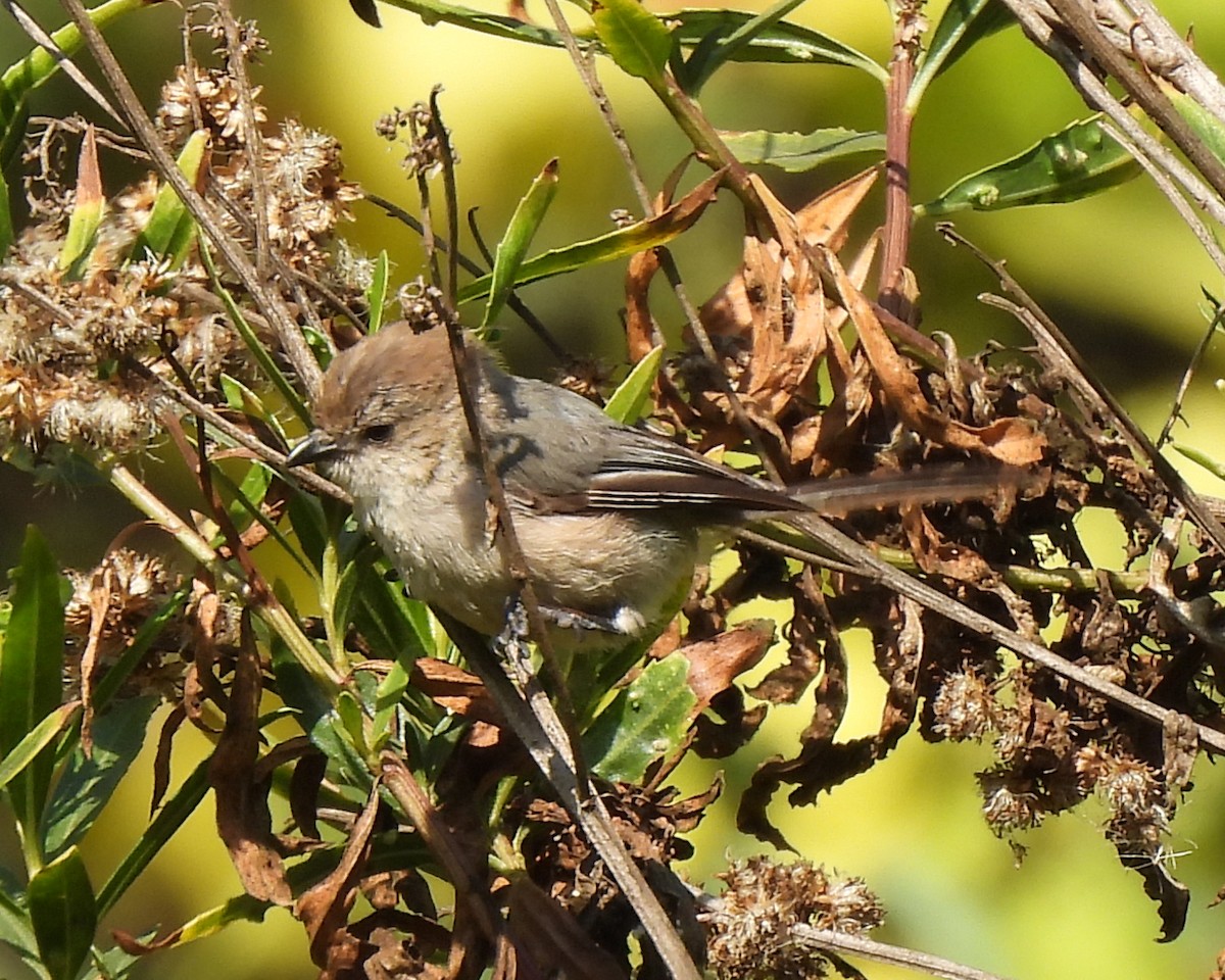 Bushtit - ML638413432