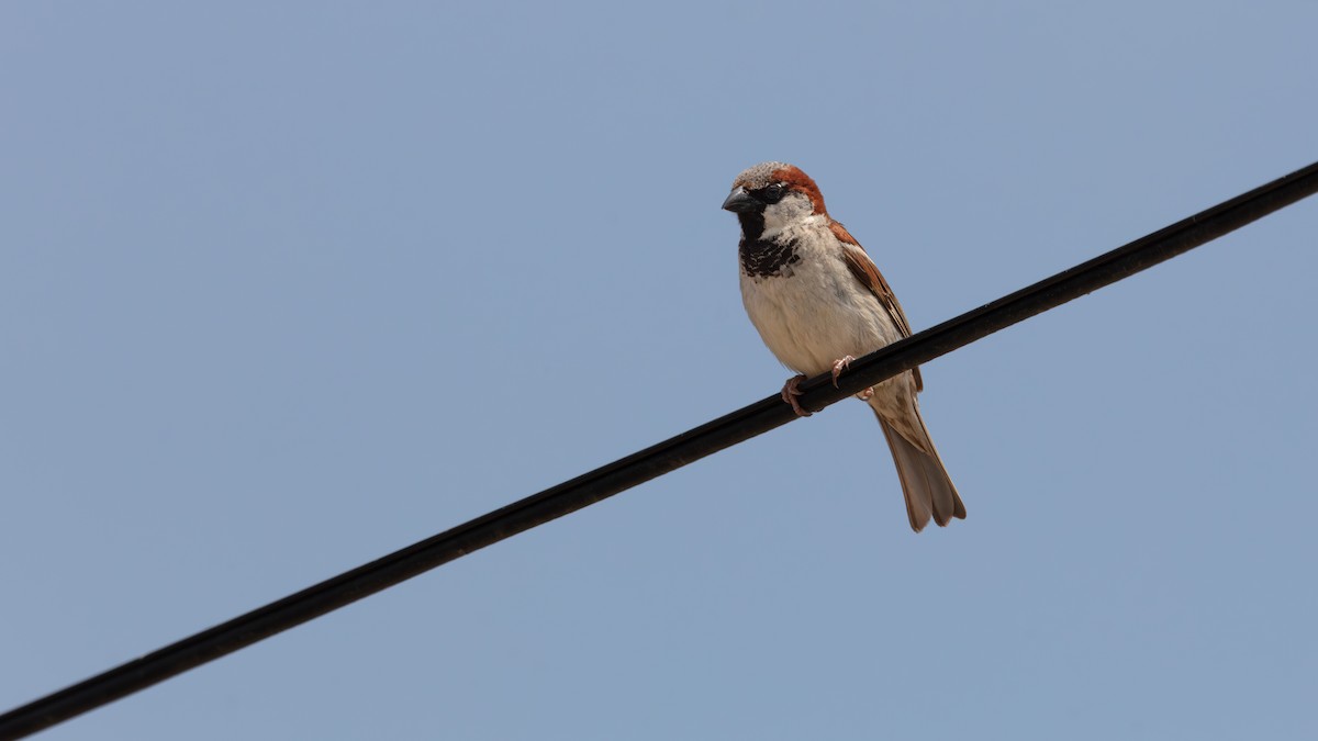 House Sparrow - ML638413433