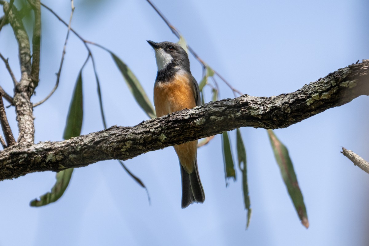 Rufous Whistler - ML638413434