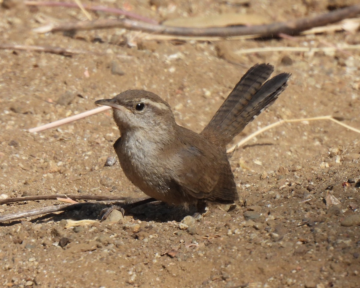 Bewick's Wren - ML638413435