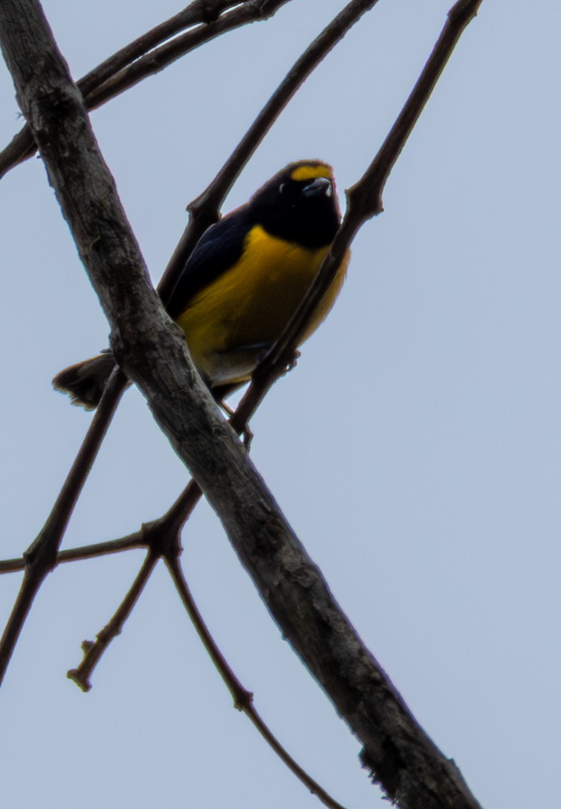 White-vented Euphonia - ML638413436